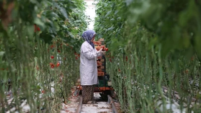 OTB'lerde 30 bin ton yaş meyve ve sebze üretiliyor