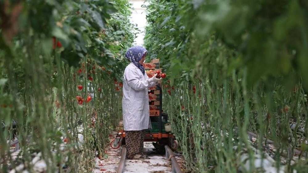 OTB'lerde 30 bin ton yaş meyve ve sebze üretiliyor