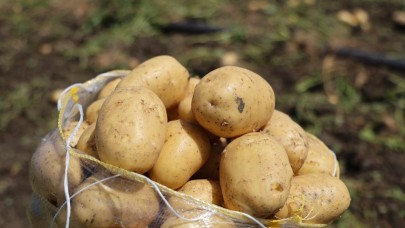 Küçükleri tarlada kaldı büyüklerinin fiyatı yüzde 50 düştü