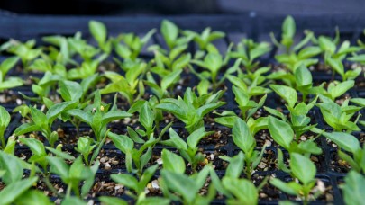 Yeşilçiftlik Belediyesi 60 bin fide dağıtacak