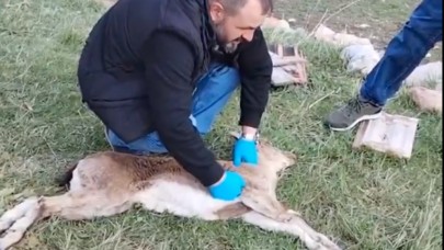 Yaban keçisine kalp masajı