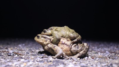 Bacağı 43 dolar kendisi 15 dolar