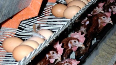 Yumurta üretimi 6 ayda 330 milyon adet azaldı
