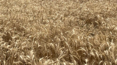 Makarnalık buğdayın tonu 2 bin 760 lira arttı