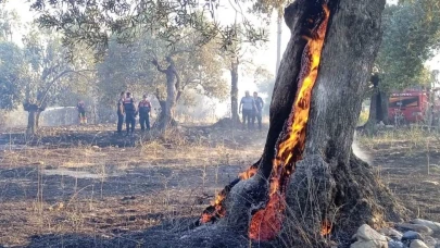 Balıkesir'deki yangında zeytin ağaçları yandı