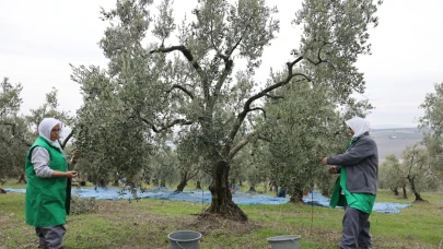 WWF-Türkiye: Binlerce yıllık zeytinlikler tehlike altında