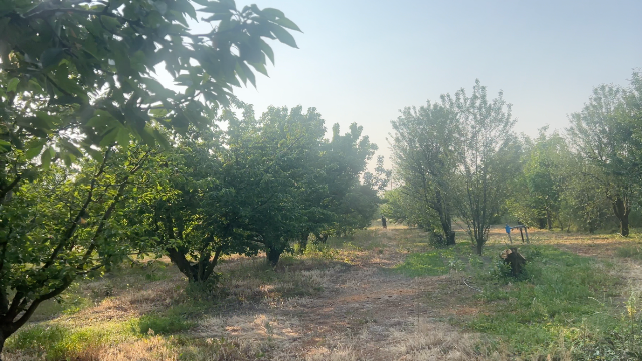 Bahçesine giren çiftçi ağaçlarının yasına ortak oldu