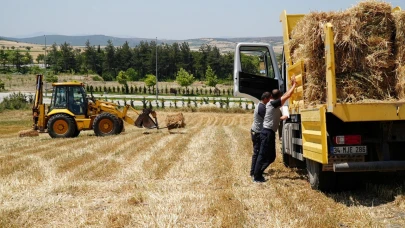 Balıkesir Büyükşehir, ekti biçti balya yapıp koyunlara verdi