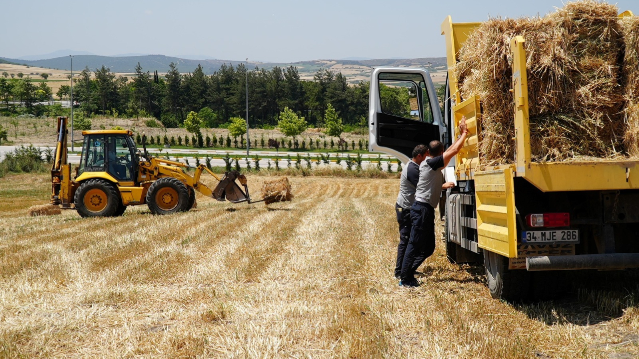 Balıkesir Büyükşehir, ekti biçti balya yapıp koyunlara verdi