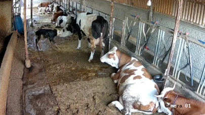 Zincirli anne ile yeni doğan buzağının kavuşma mücadelesi