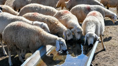 Kayseri'de hayvancılığa su desteği dijital ortama taşındı