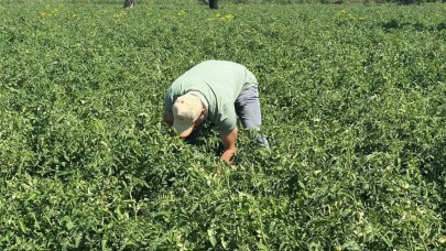 Edremit'te domates güvesi alarmı