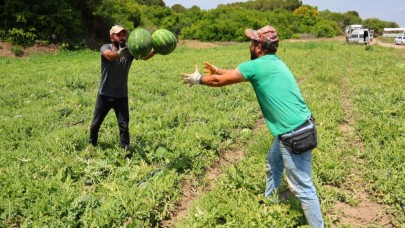 Karpuz fiyatında tarladan sofraya 7 katlık artış