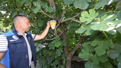 Muğla Büyükşehir, feromon tuzaklarla doğal mücadele başlattı