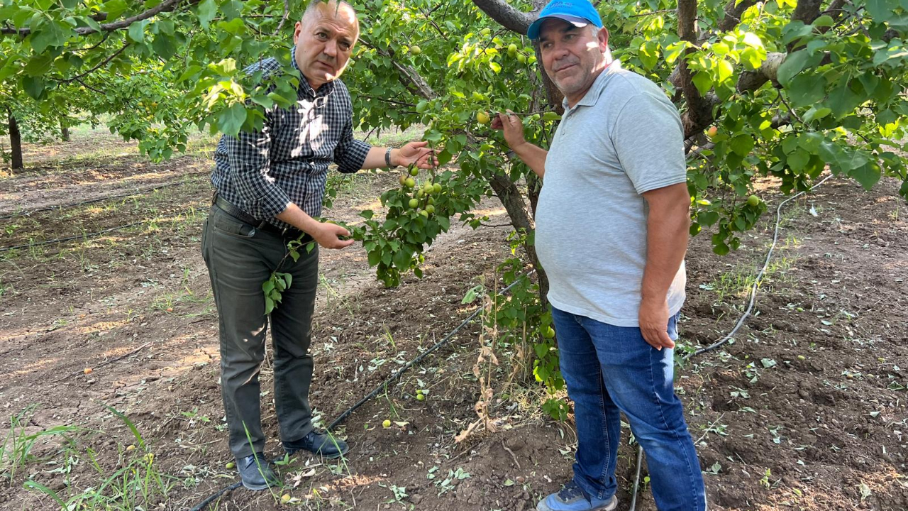 İspanya modeliyle 2 milyon liralık kayısısını kurtardı