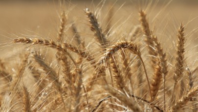 Makarnalık buğdayın fiyatı arttı ekmeklik aynı kaldı