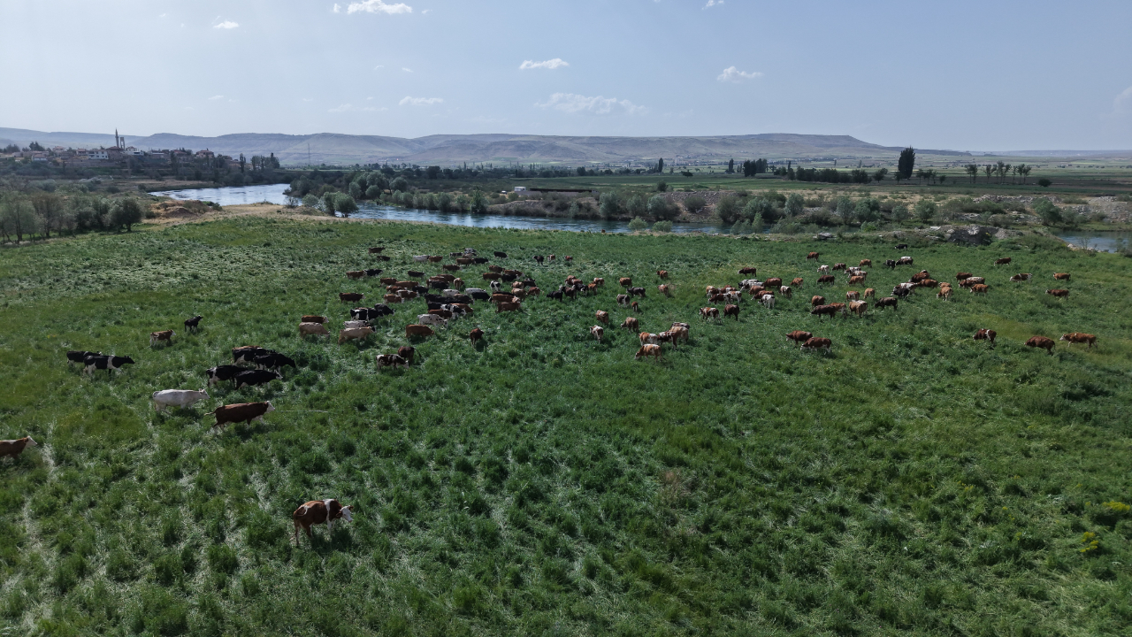 Kayseri'de meraya dönüştürülen arazide 1500 hayvan otluyor