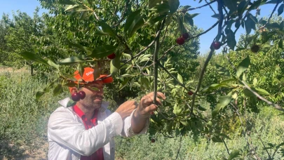 Vişne hoşafı ve reçeli severlere kötü haber