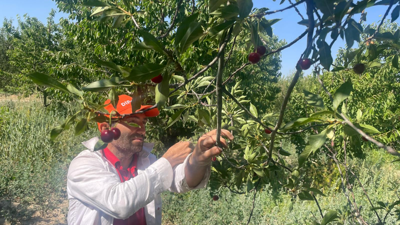 Vişne hoşafı ve reçeli severlere kötü haber