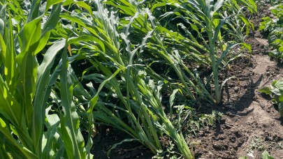 Sultandağı'nda fırtına ve yağış bahçeleri vurdu