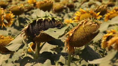 Ayçiçeğinde ithalat kararına tepkiler