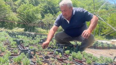 Uludağ etekleri lavanta kokacak
