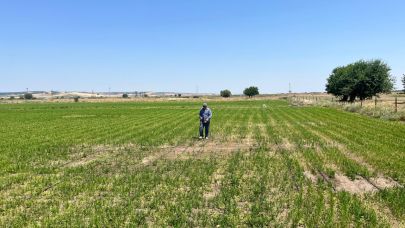 Edirne'de çeltik üretimde damlama sulama yaygınlaşıyor