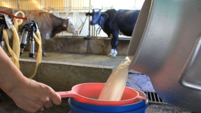 Adanalı üreticilerin çiğ sütte "2 lira" beklentisi