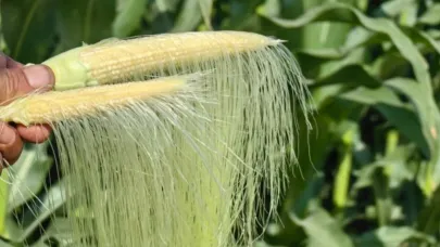 Sağlıklı ve besleyici "baby corn" zamanı