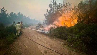 Sakarya ve Bilecik'te çıkan yangın bir yılda yüzde 40 arttı