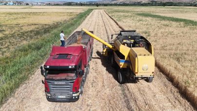 Sivas'ta hastalıklara dayanıklı buğday hasat edildi