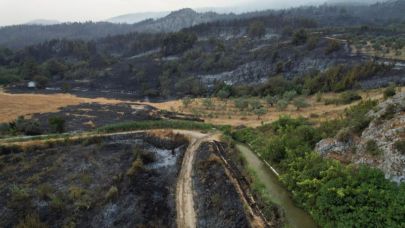Sakarya'da yüzlerce hektar alan küle döndü