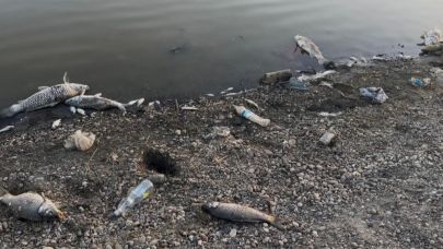 Yeşilsırt Barajı'nda balık ölümleri başladı