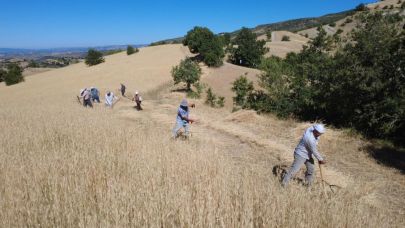 Manisa'da çiftçiler hasatlarını imece usülü ile yapıyor