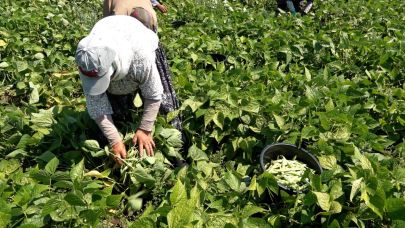 Balıkesir Büyükşehirin tohumunu verdiği fasulye yüz güldürdü