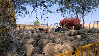 Hayvanları için meraya tankerle su taşıyorlar