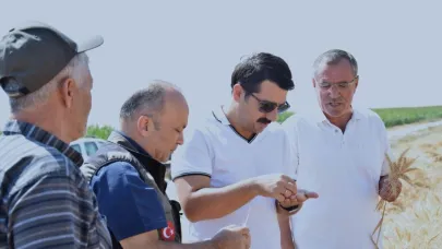 Karapınar'da sezonun son buğday hasadı yapıldı