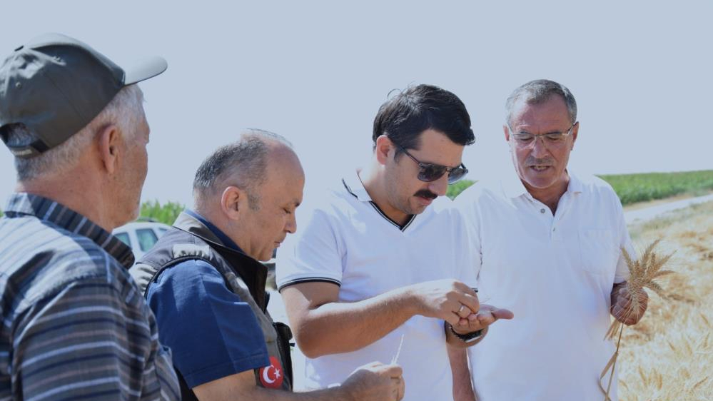 Karapınar'da sezonun son buğday hasadı yapıldı