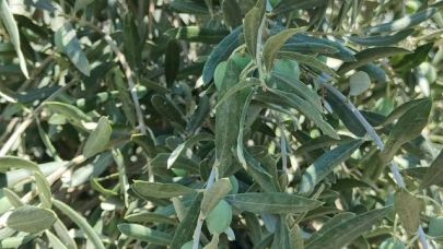 Muğla'da Entegre Mücadele kapsamında zeytinliklere denetim