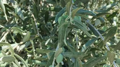 Muğla'da Entegre Mücadele kapsamında zeytinliklere denetim