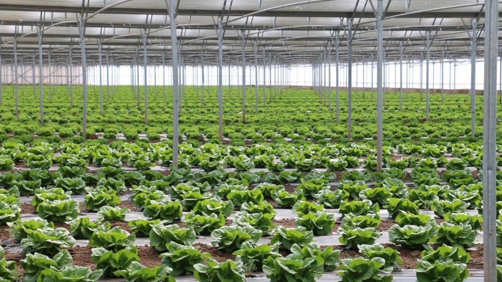 Erzincan ‘Sera Üssü' olma yolunda ilerliyor