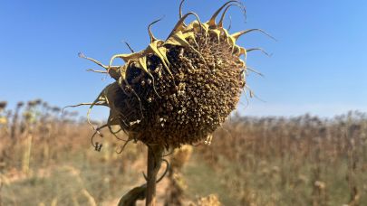 Edirne Ziraat Odası: Ayçiçeğinde kötü bir yıl geçiriyoruz