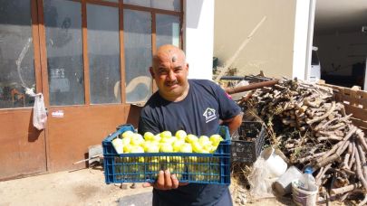 Mersin’de Mut beyaz inciri altın yılını yaşıyor