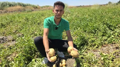 Amasya'da genç çiftçi, 8 ton patatesi halka ücretsiz dağıttı