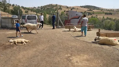 130 hayvanı telef olan yaşlı kadın gözyaşlarını tutamadı