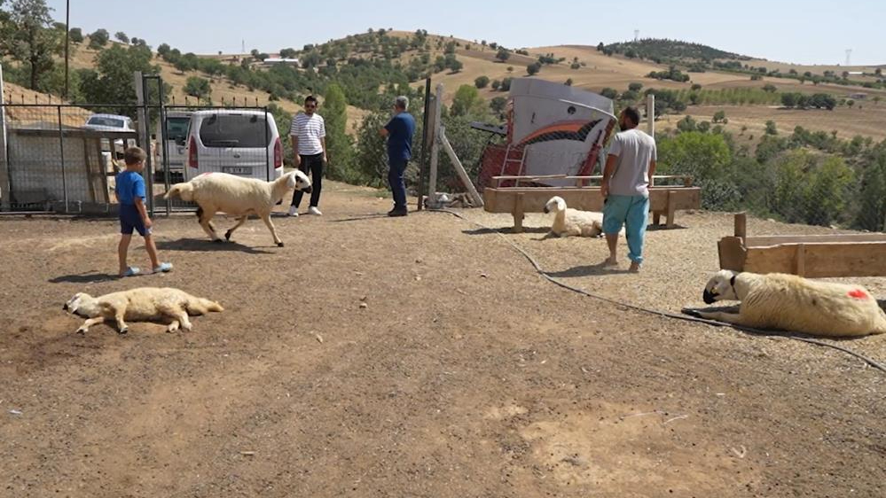 130 hayvanı telef olan yaşlı kadın gözyaşlarını tutamadı