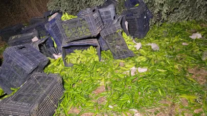 10 ton biber yüklü kamyon devrildi