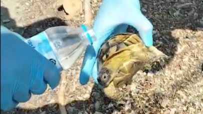 Balıkesir'in "Can Dost"u yangında kaplumbağa kurtardı