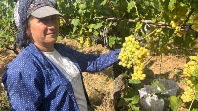 Buldan'ın meşhur üzümüne talep yüksek