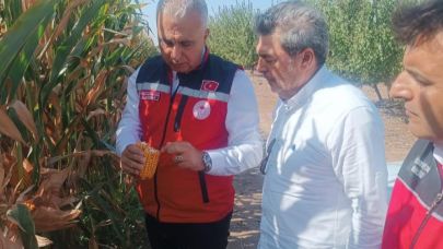 Hatay’da mısır tarlaları incelendi
